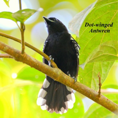 Dot-winged Antwren